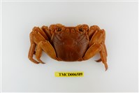 藏品(白紋方蟹)的圖片